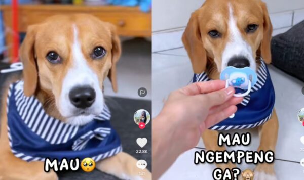 Video Anjing Bertingkah Bak Bayi, Lucu Banget