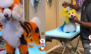 Video Anjing Pakai Kostum Bak Karnaval, Lucu Banget