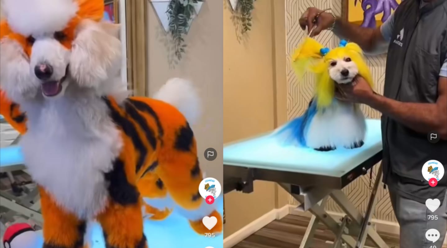 Anjing lucu