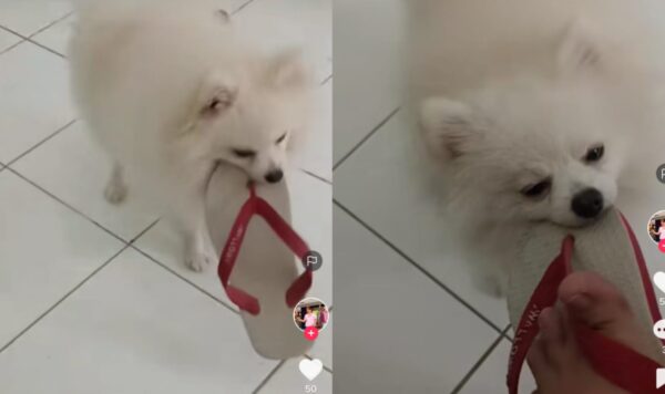 Video Anjing Rebut Sandal Pemiliknya, Nakal Banget