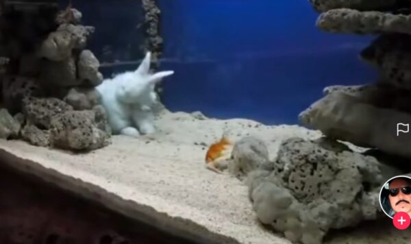 Video Kelinci Air Tawar, Asyik Bermain Dengan Ikan
