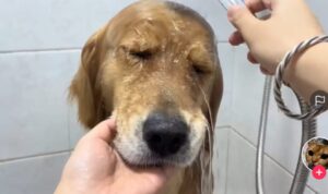 Video Anjing Saat Asyik Dimandikan, Ekspresinya Bikin Gemas