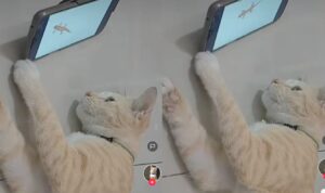Video Kucing Nyaman Lihat Video di HP,  Solusi Jitu Saat Rewel