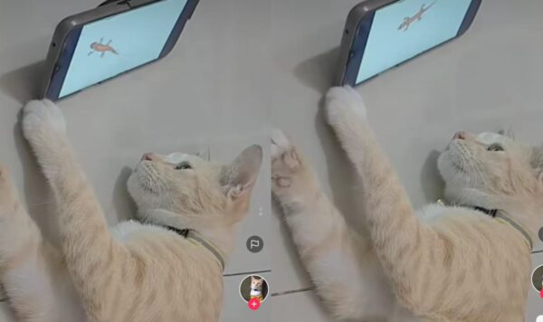Video Kucing Nyaman Lihat Video di HP,  Solusi Jitu Saat Rewel