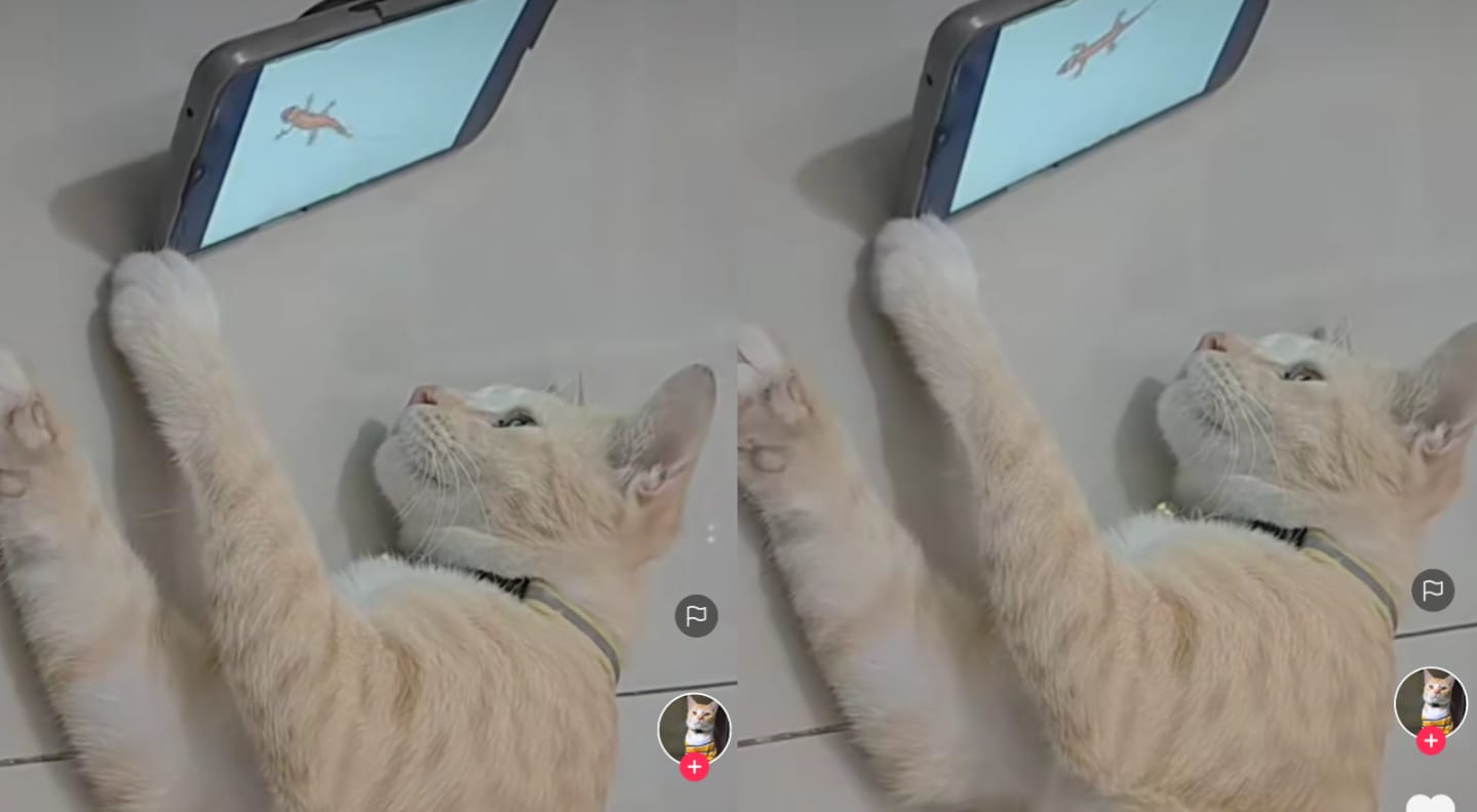 Kucing lucu