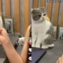 Kucing minta jajan