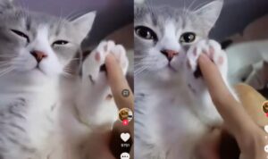 Video Kucing Saat Diajak Main Pemiliknya, Ekspresinya Bikin Gemas