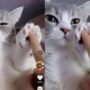 Kucing bermain