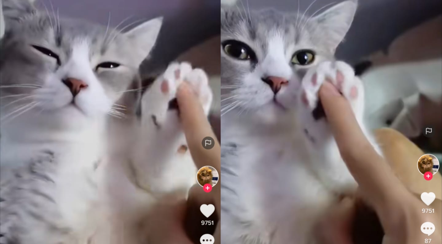 Kucing bermain