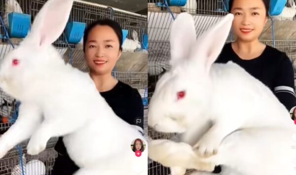 Video Kelinci Berukuran Raksasa, Bikin Kaget