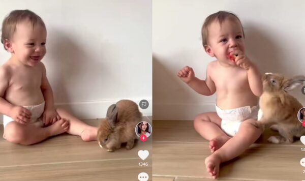 Video Kelinci Rebutan Makanan Dengan Bocah, Lucu Banget