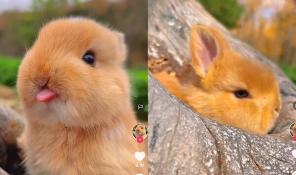 Video Kelinci Bertingkah Lucu dan Menggemaskan, Bisa Menjulurkan Lidah