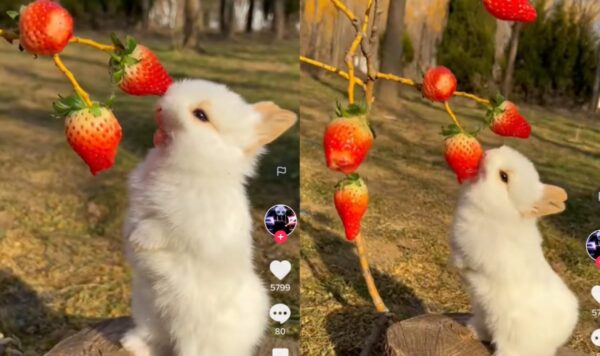Video Kelinci Makan Strawberry Segar Langsung dari Pohon, Bisa Berdiri Tegak