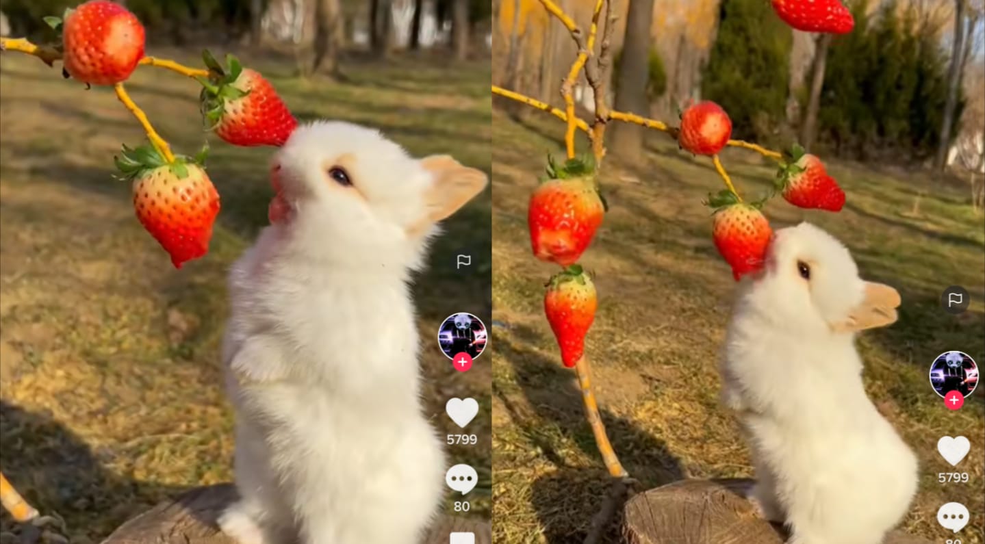 Kelinci makan buah