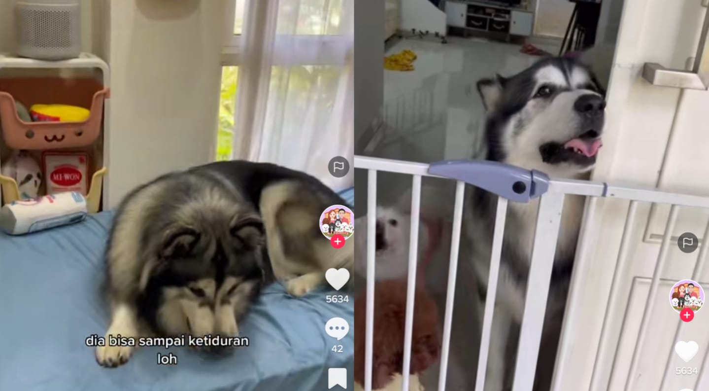 Anjing besar