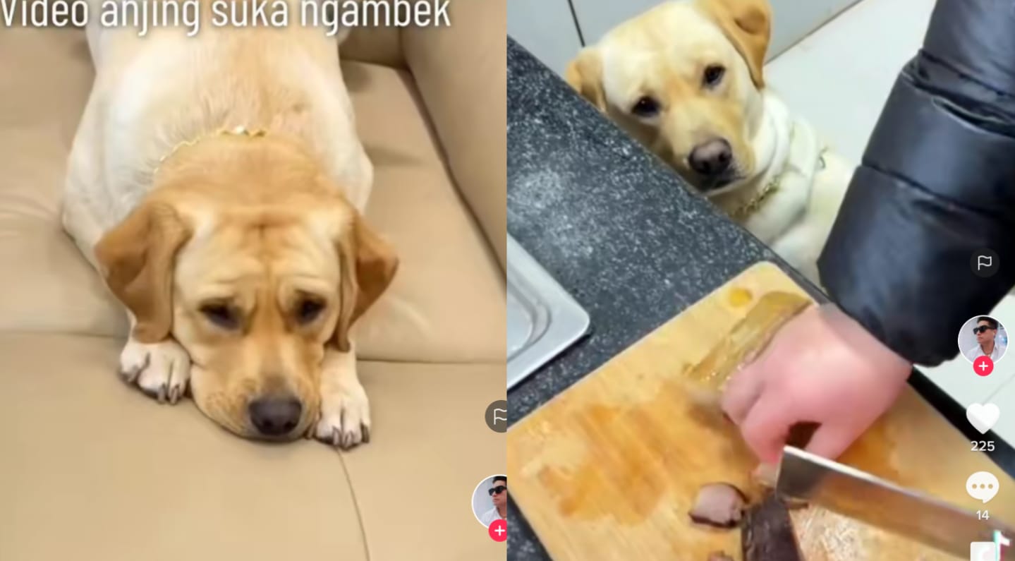 Anjing ngambek