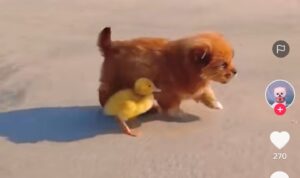 Video Anjing Lucu Saat Bermain bareng Anak Bebek, Bak Sahabat Sejati