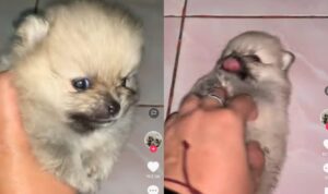 Video Anjing Kecil Lucu Saat Bermain, Suaranya Bikin Gemas