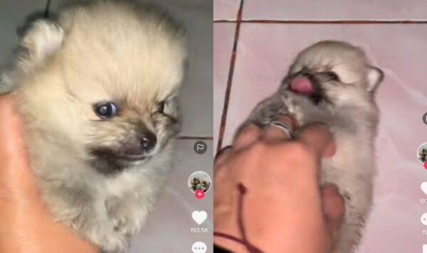 Video Anjing Kecil Lucu Saat Bermain, Suaranya Bikin Gemas