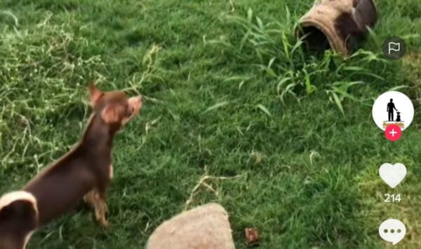 Video Anjing Songong Kepada Orang Baru, Beraninya Dari Jauh