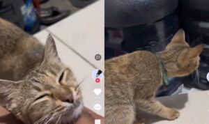 Video Kucing Ingin Dimanja Pemiliknya, Bikin Gemas