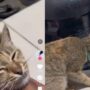 Kucing manja