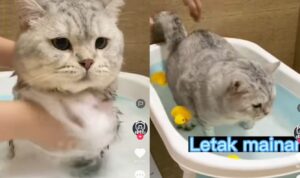Video Kucing yang Punya Keberanian Tinggi, Suka Mandi Pakai Air