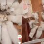 Kucing makan