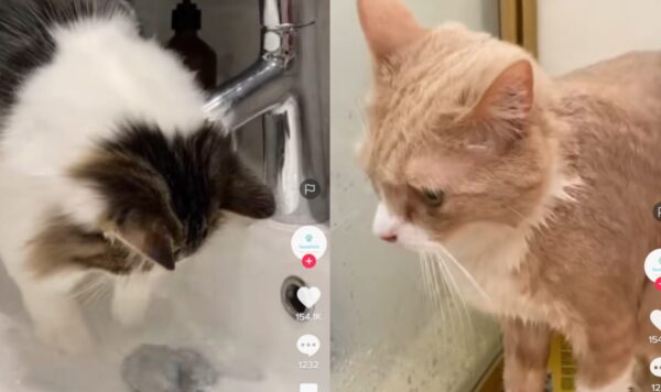 Video Tips Jitu Agat Bisa Mandikan Kucing, Ada yang Baru Tahu?
