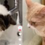 Kucing mandi