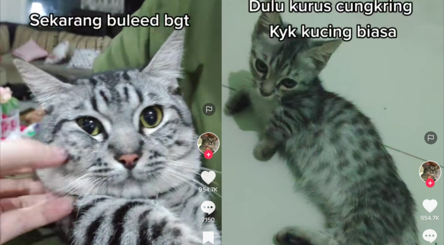 Kucing gemoy