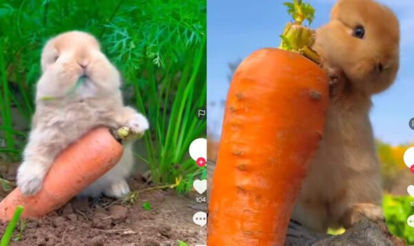 Video Kelinci Asyik Makan Wortel Segar, Cara Makannya Lucu Banget