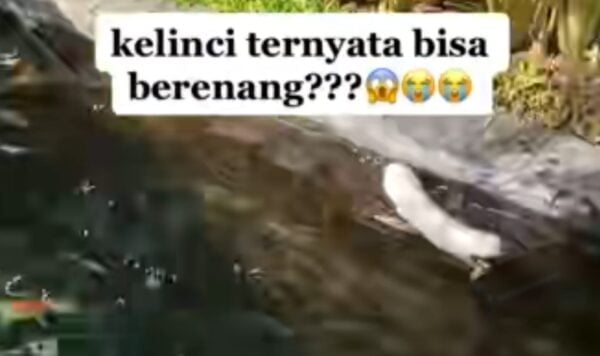 Video Kelinci Berenang, Cepat Banget