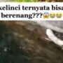 Kelinci berenang