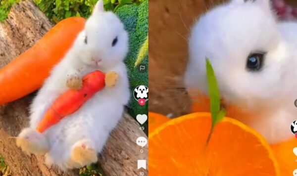 Video Kelinci Lucu Saat Makan Buah dan Sayuran Bikin Gemas