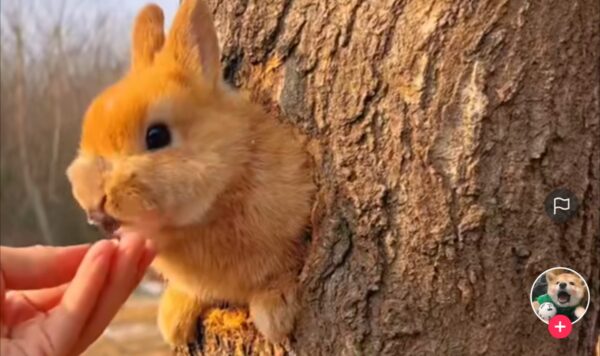 Video Kelinci Lucu Keluar Pohon, Langsung Makan