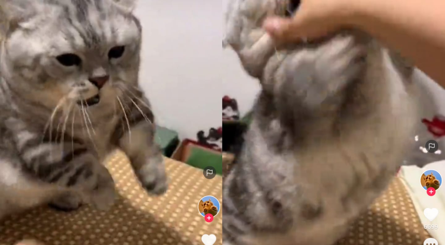 Kucing bermain