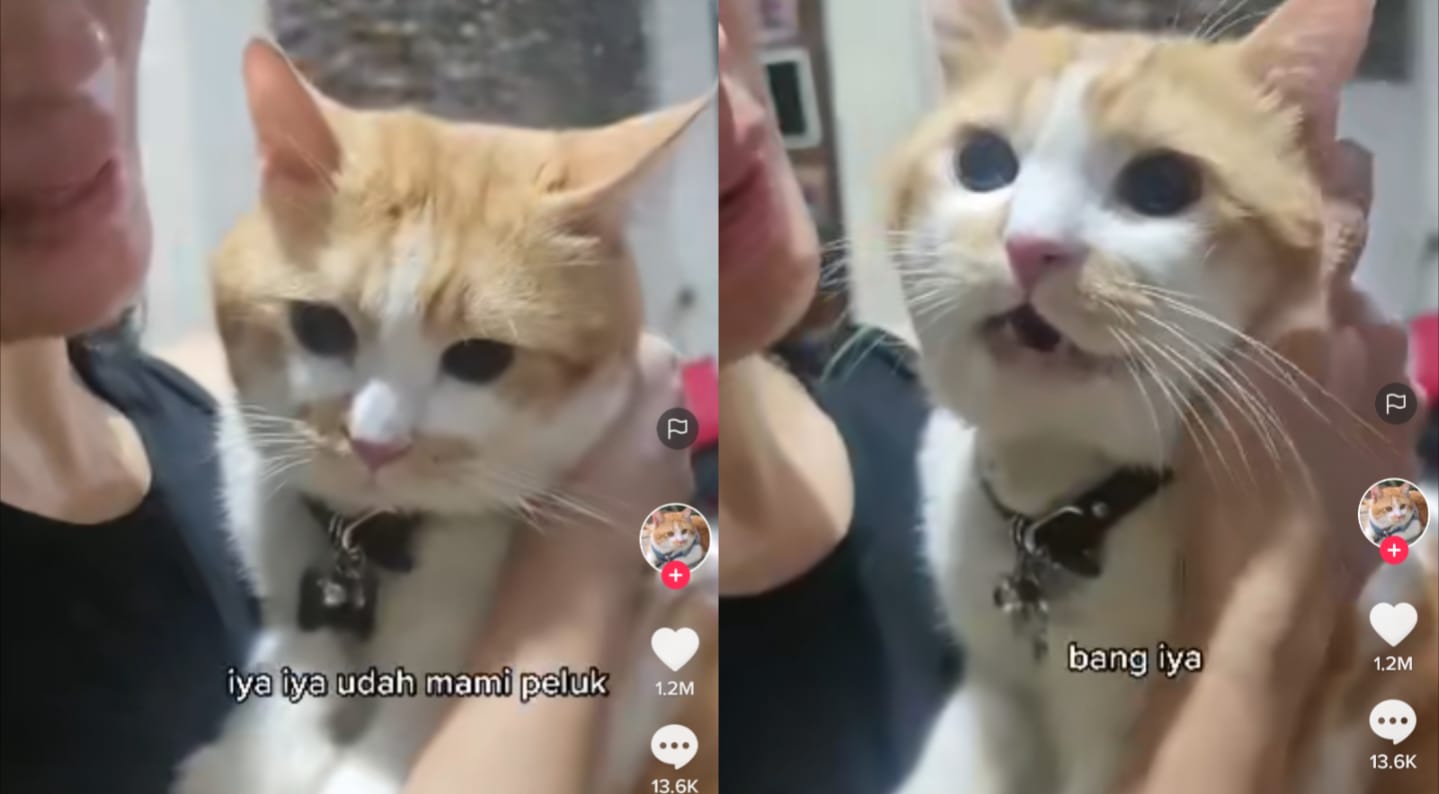Kucing takut petasan