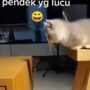 Kucing bermain