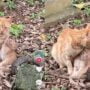 Kucing dibuang