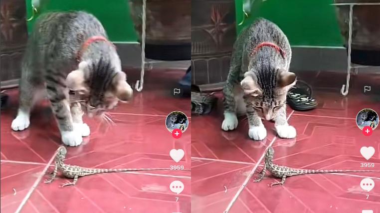 Kucing bermain