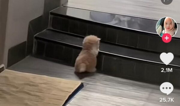 Video Anak Kucing Belajar Naik Tangga, Bikin Gemas