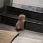 Kucing lucu