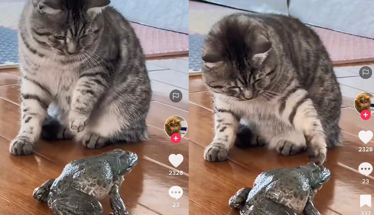 Kucing bermain