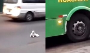 Video Kucing Hendak Bunuh Diri, Untung Ada Orang Baik Hati