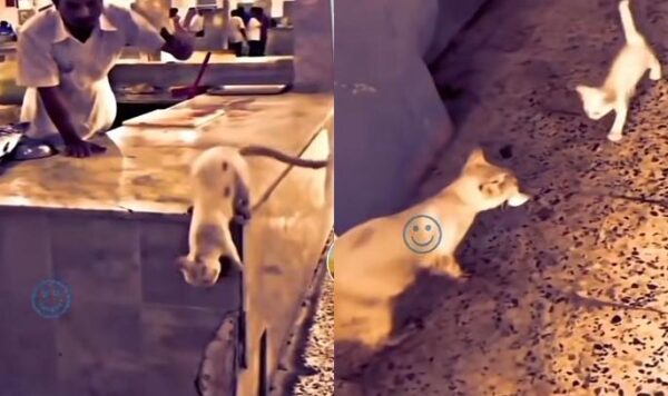 Video Kucing Mencuri Daging di Pasar, Endingnya Bikin Sedih