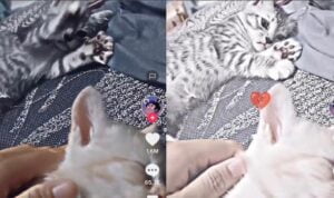 Ekspresi Kucing Saat Merasa Sedih Karena Merasa Tak Disayang, Bikin Nangis