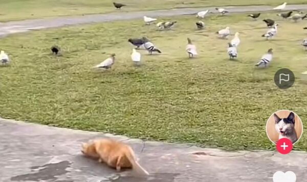Video Kucing Berburu Burung Merpati, Berhasil Dapat Satu