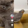 Kucing bermain