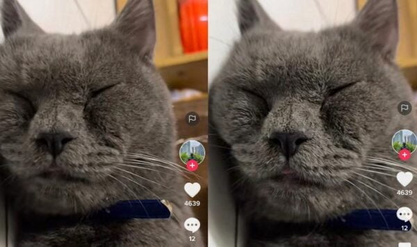 Video Kucing Lucu Saat Tidur Nyenyak, Sampai Ngorok